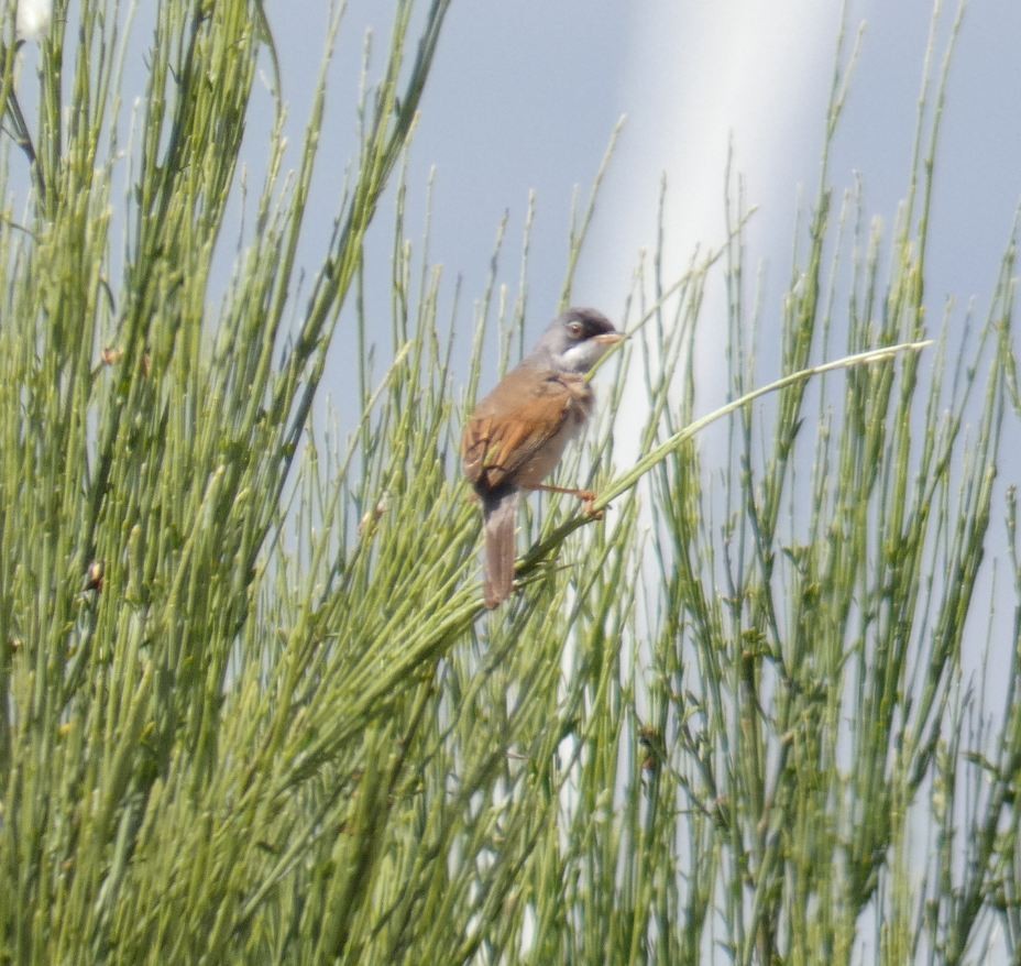Spectacled Warbler - ML163868601