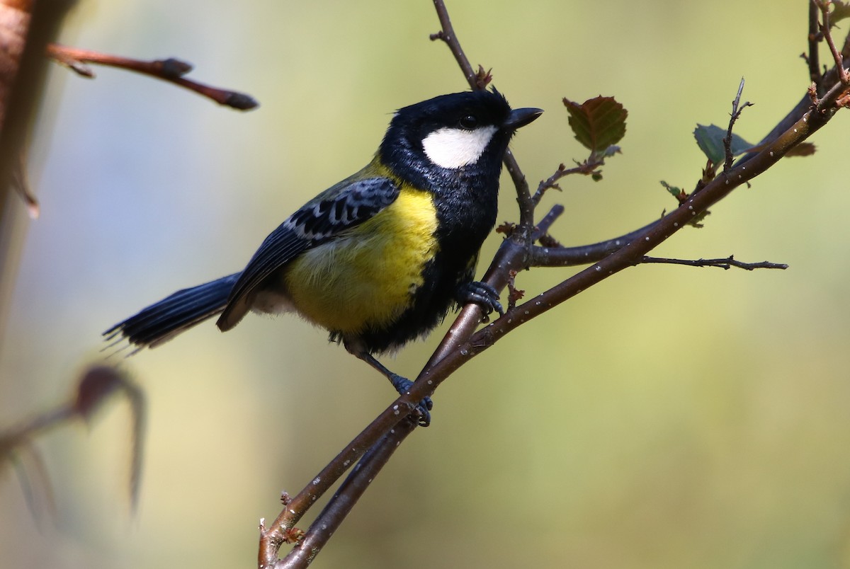 Green-backed Tit - ML163869091