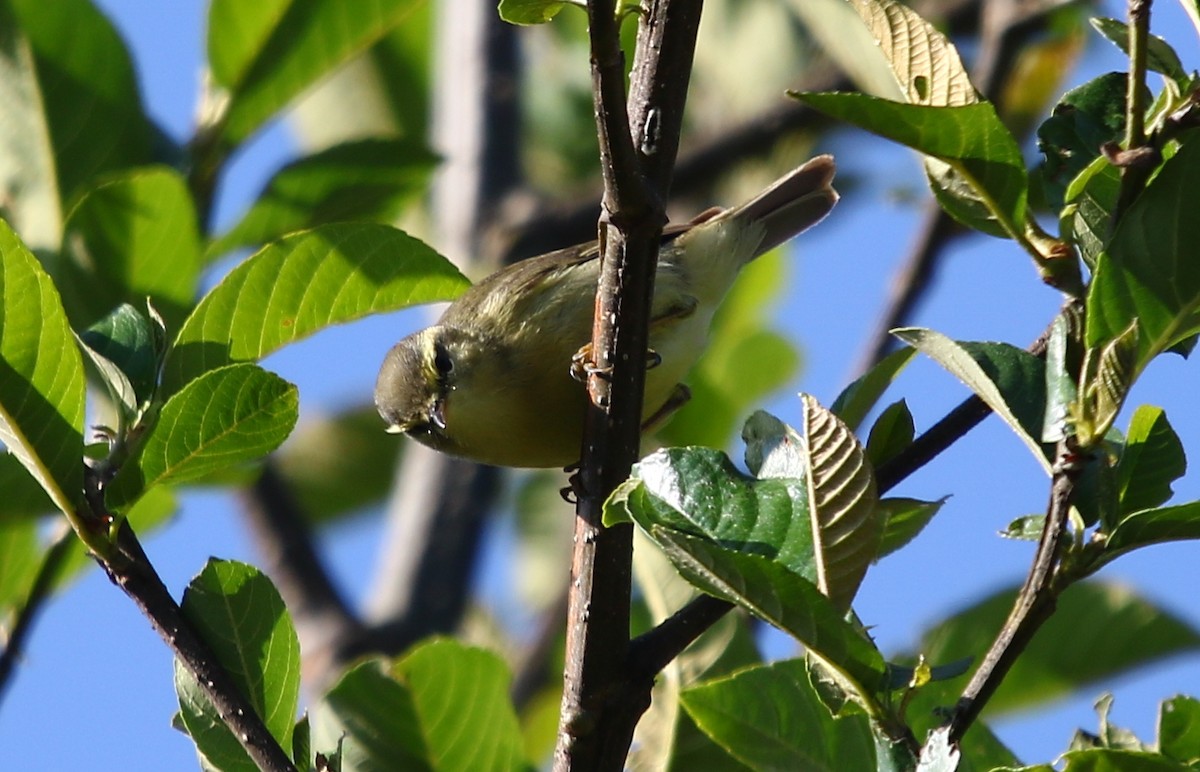 黃腹柳鶯(affinis/perflavus) - ML163869151