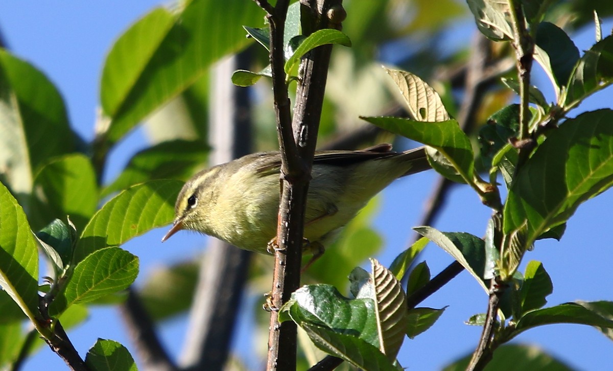 黃腹柳鶯(affinis/perflavus) - ML163869161