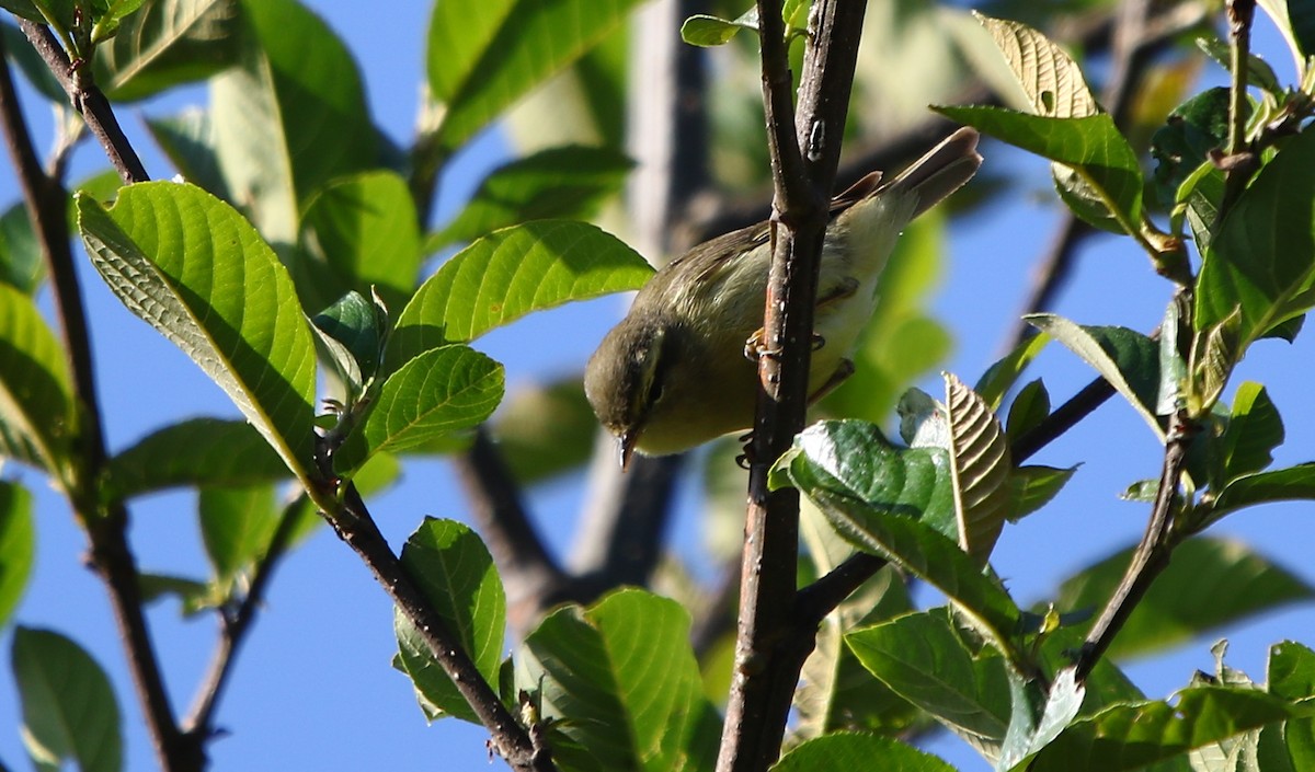 Pouillot de Tickell (affinis/perflavus) - ML163869191