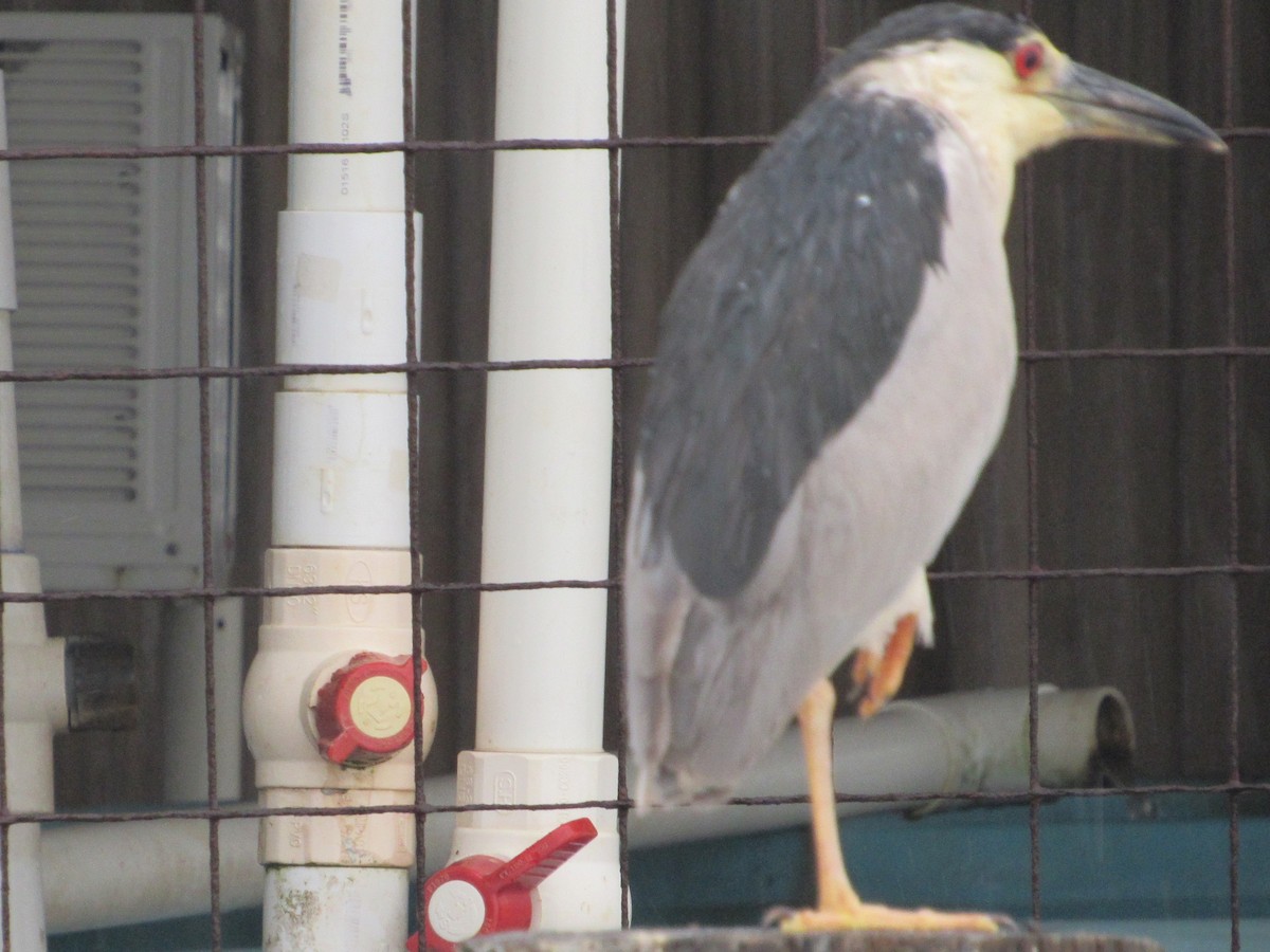 Black-crowned Night Heron - ML163869201