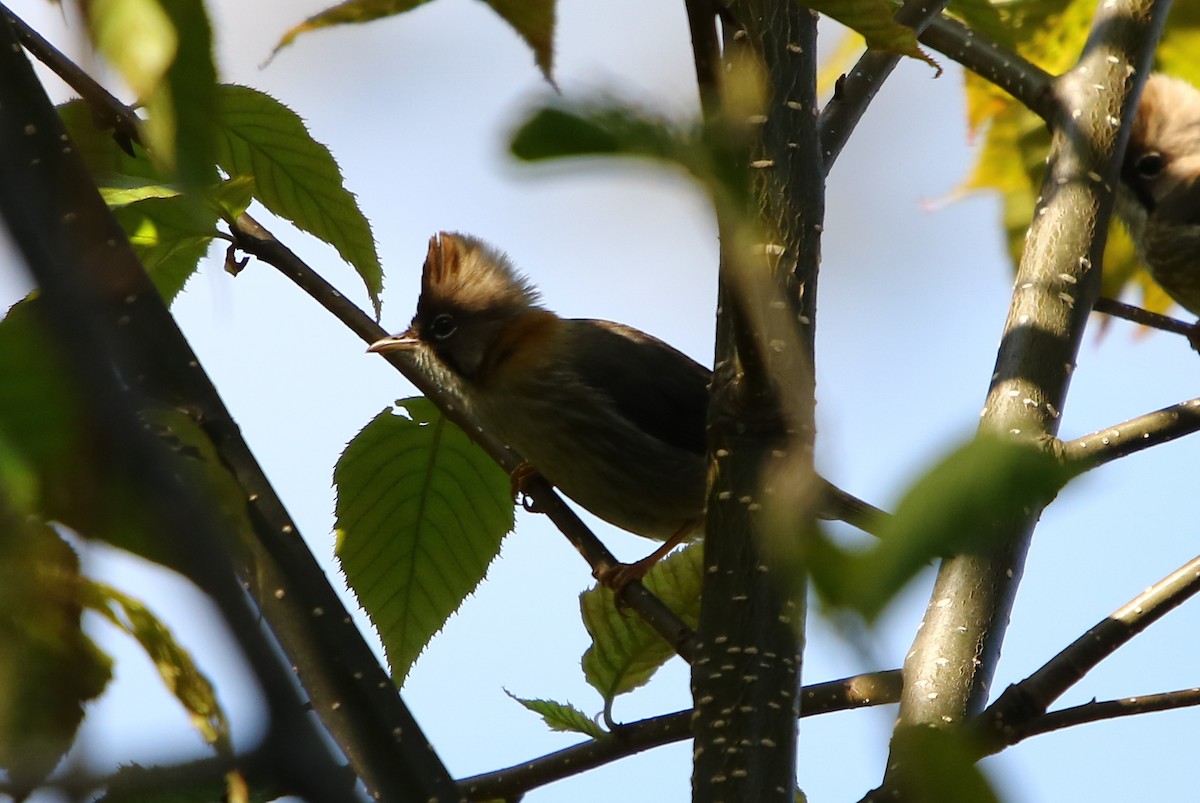 Yuhina à cou roux - ML163869701