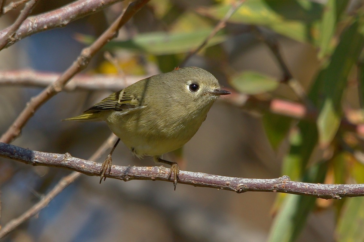 Ruby-crowned Kinglet - ML163871011