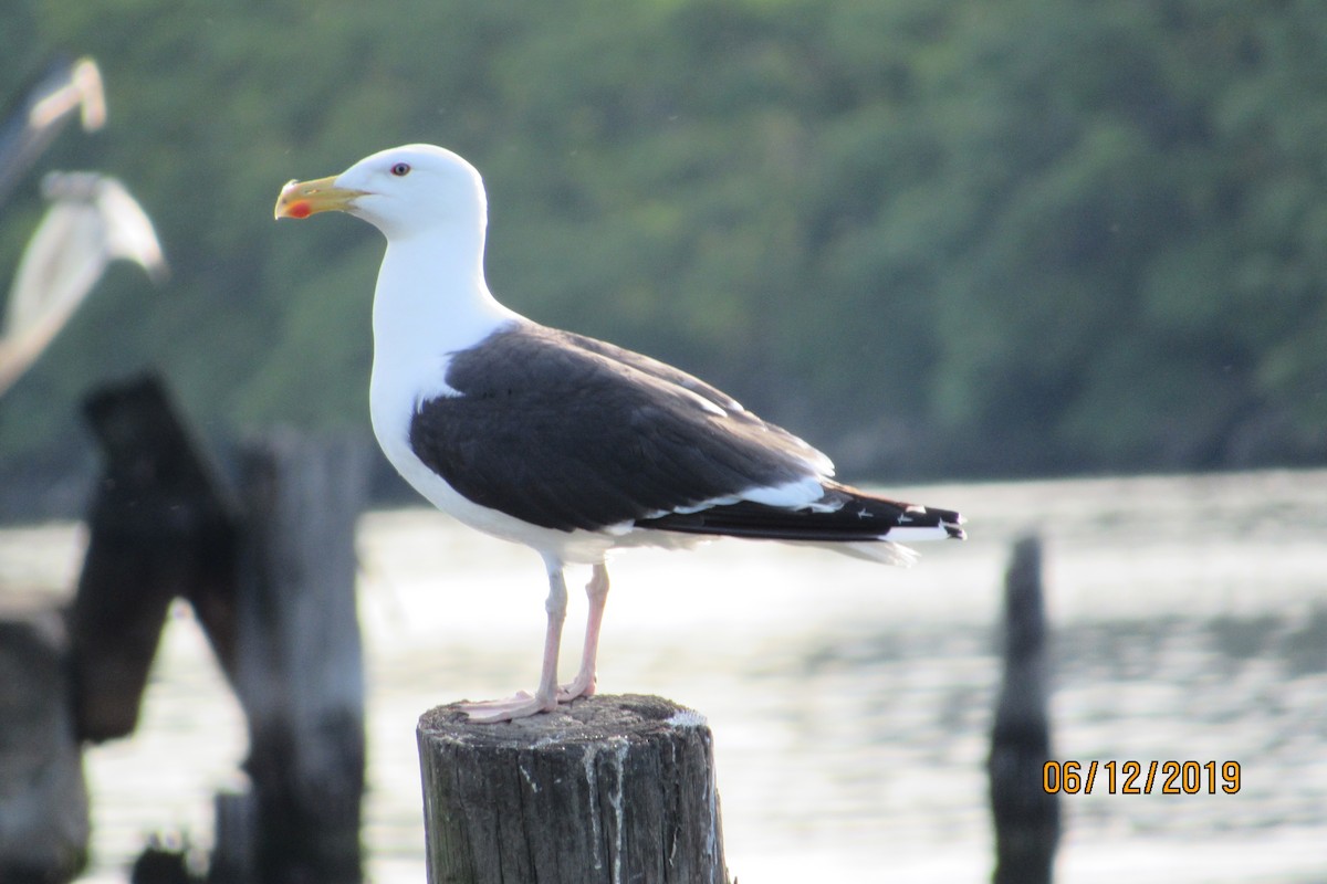 Great Black-backed Gull - Mickey Ryan