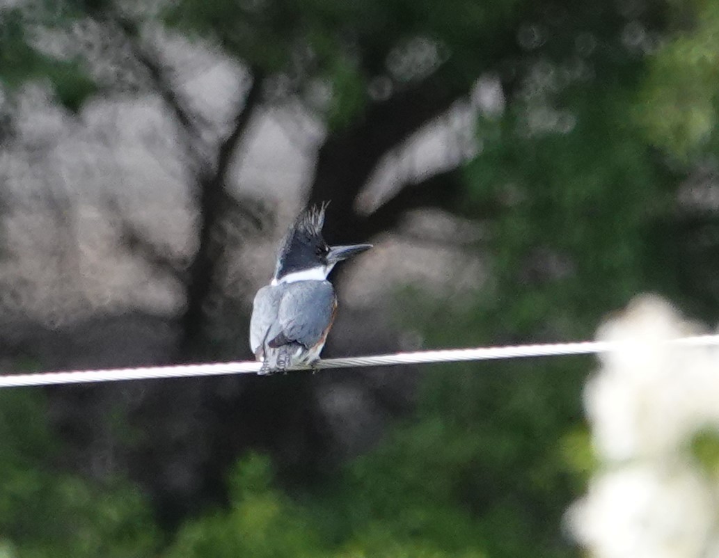 Belted Kingfisher - ML163871221