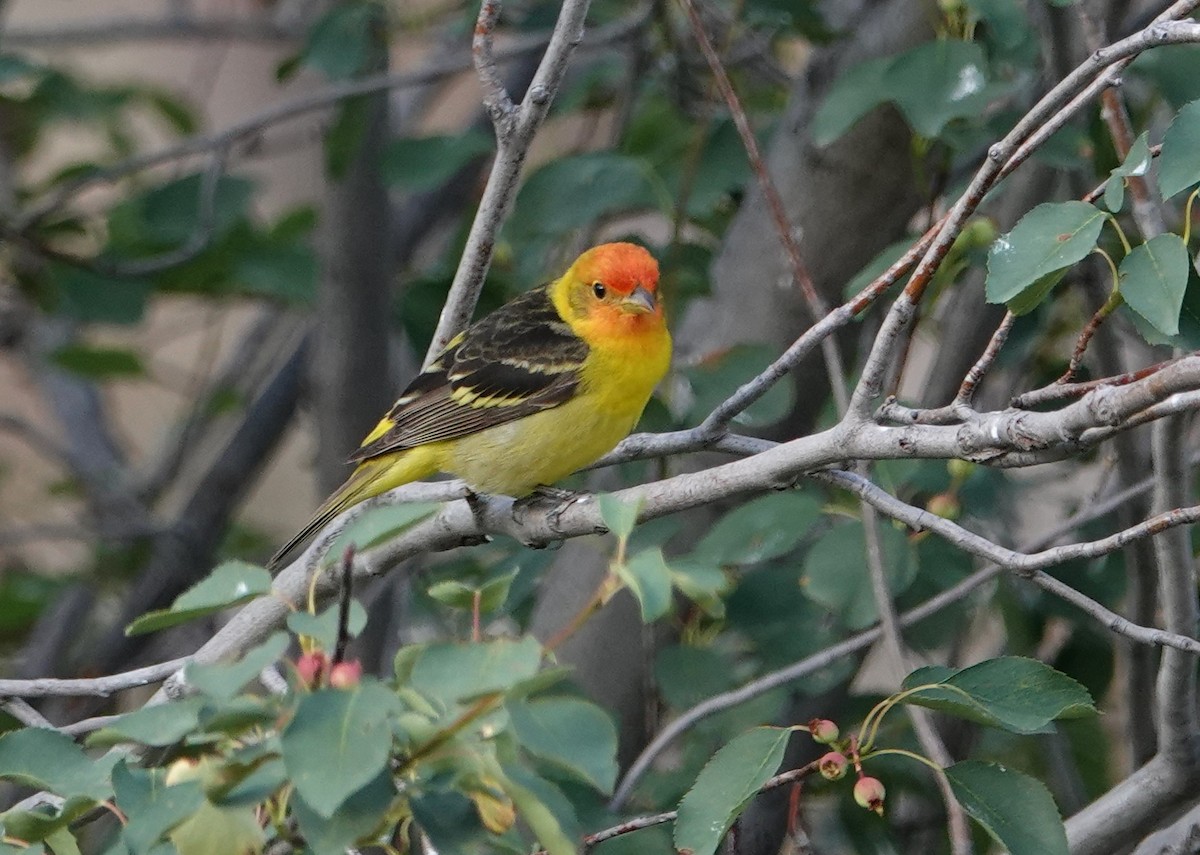 Western Tanager - ML163871811