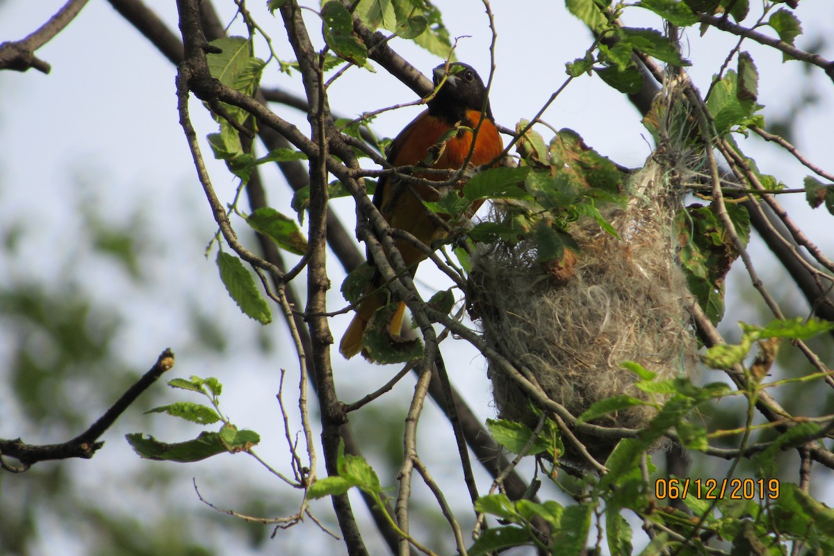 Baltimore Oriole - ML163872041