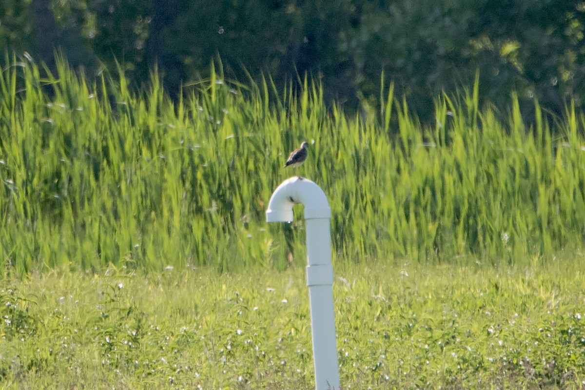 Upland Sandpiper - ML163872431