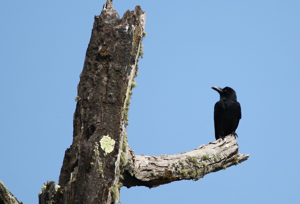 Large-billed Crow - ML163872681