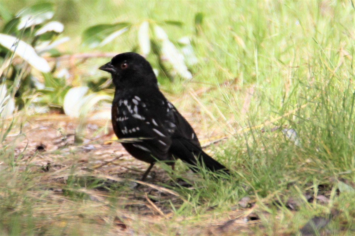 Spotted Towhee - Sandra Bear