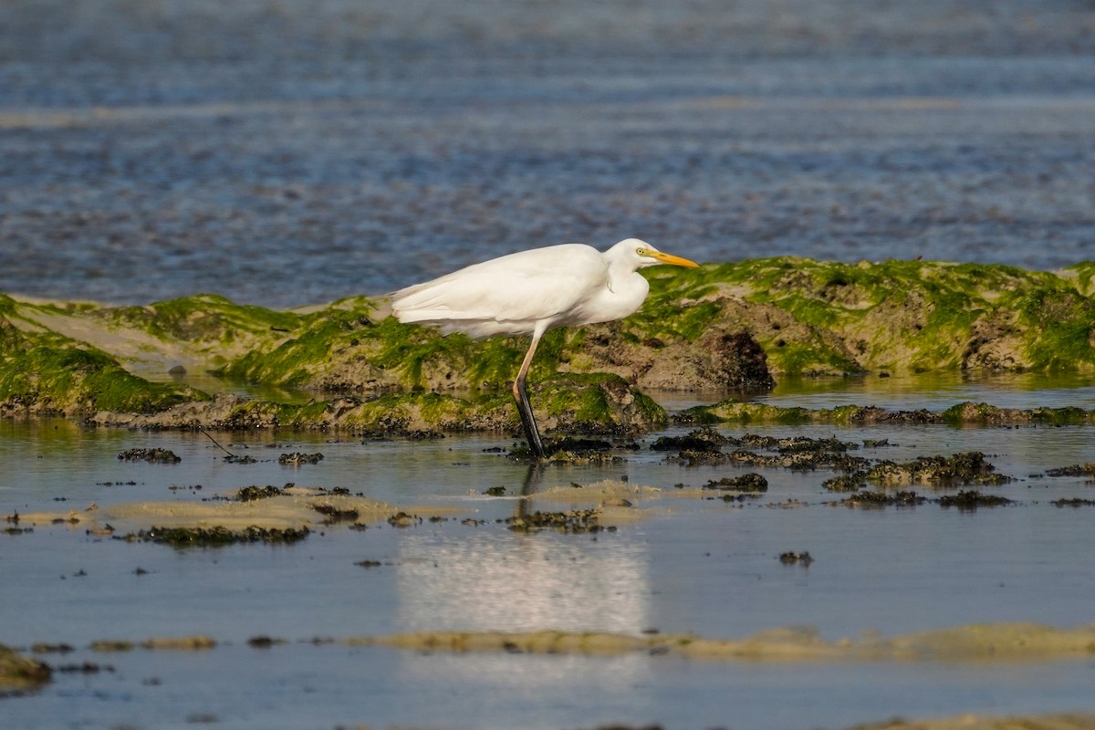 Yellow-billed Egret - Laurent Esselen