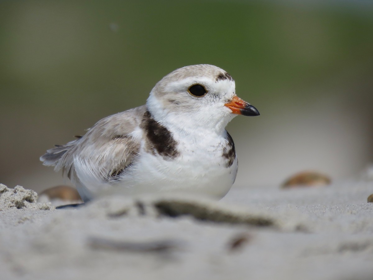 Piping Plover - ML163874081