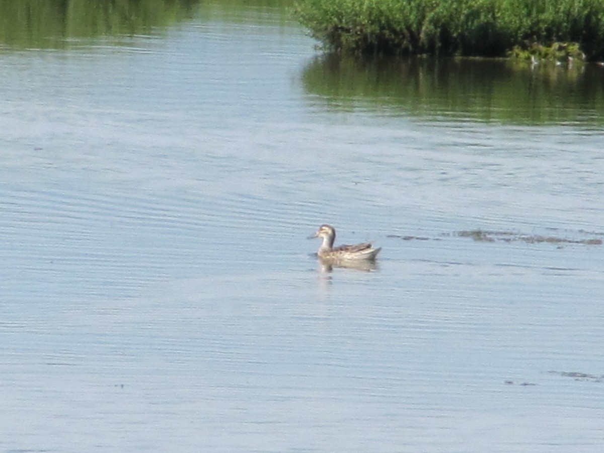 Garganey - ML163874751