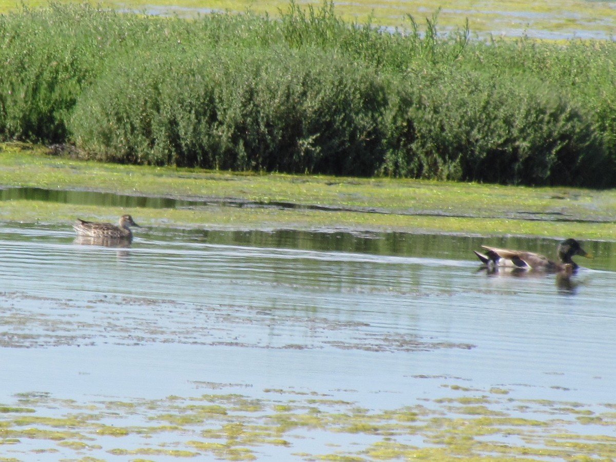 Garganey - ML163874841