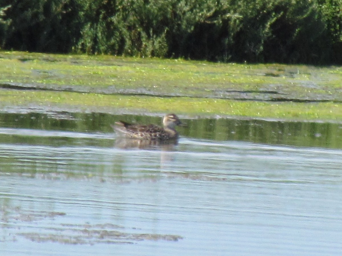 Garganey - ML163874851