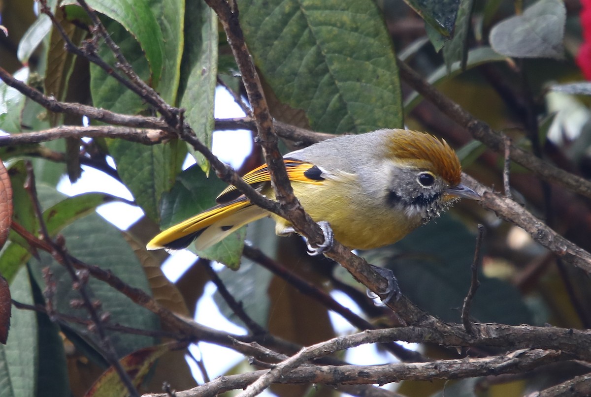 Chestnut-tailed Minla - ML163875701