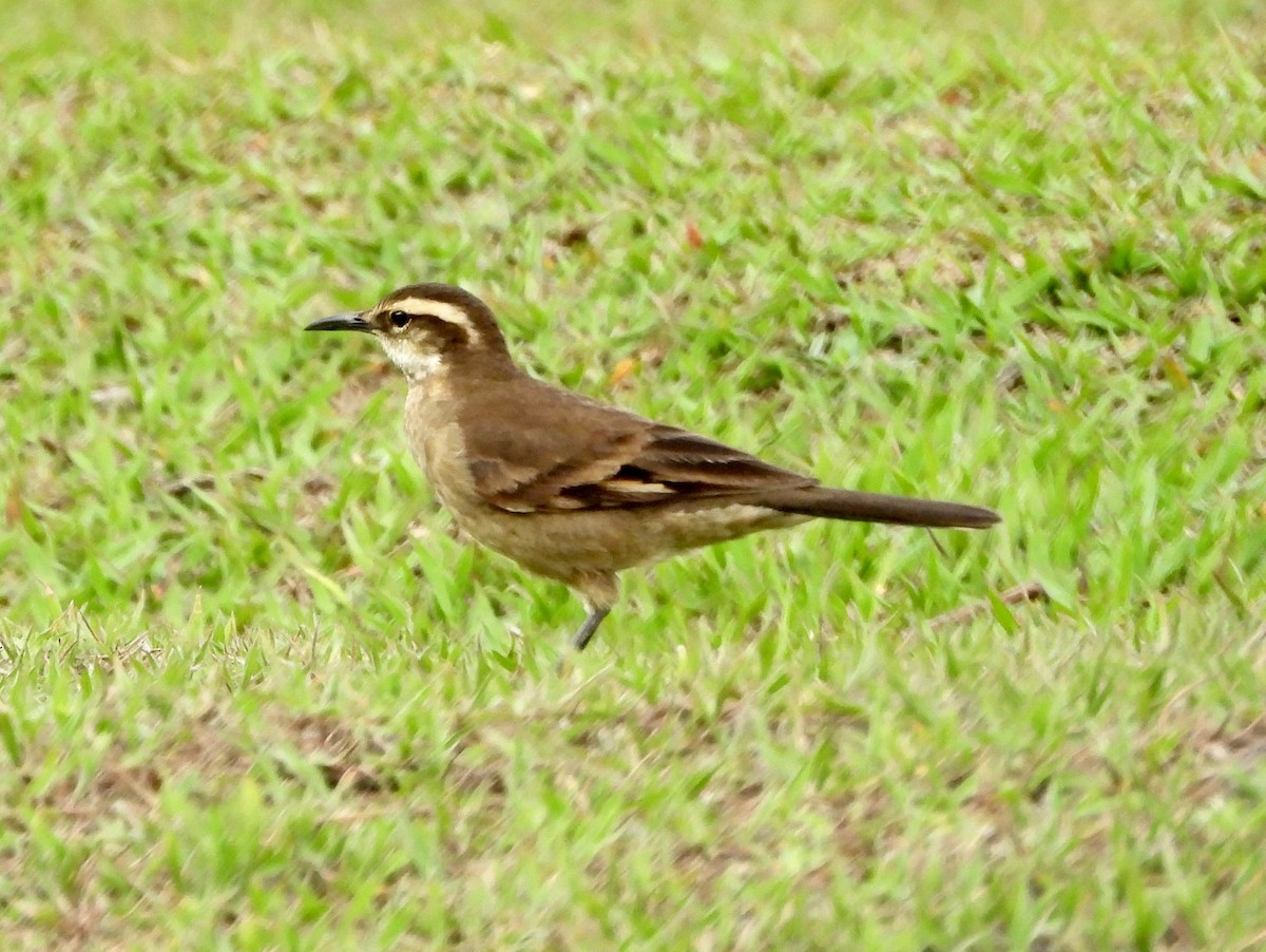 Long-tailed Cinclodes (Cipo) - bob butler