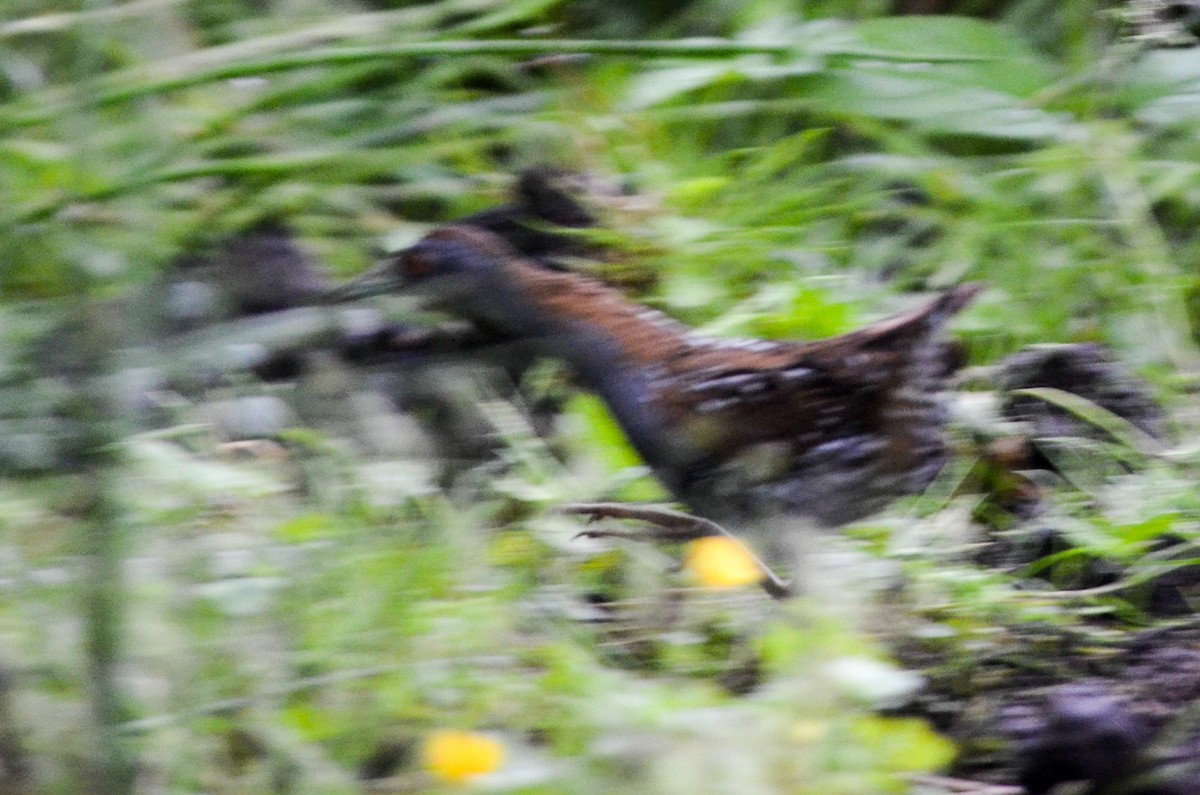 Baillon's Crake - ML163877121