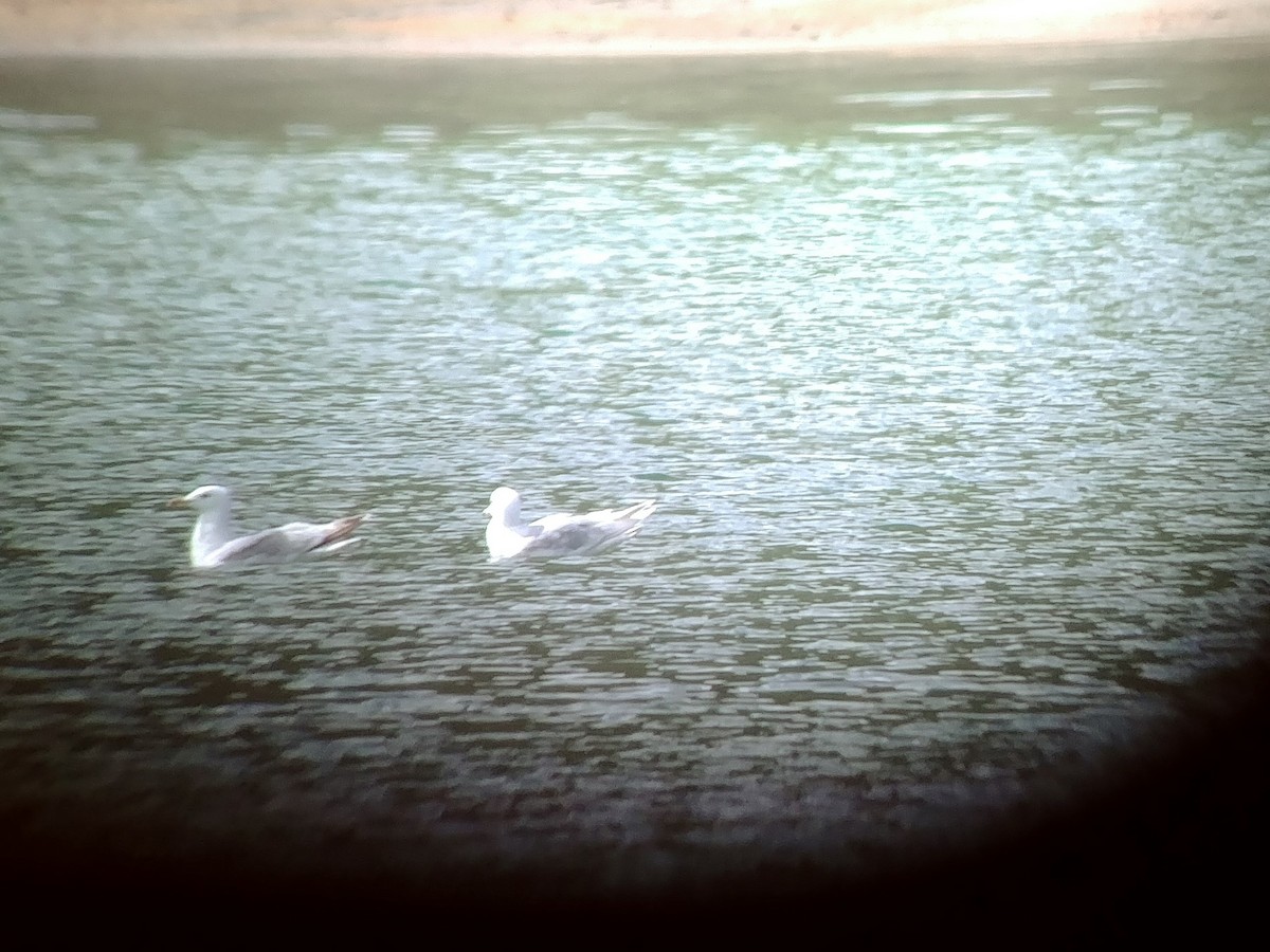 Iceland Gull - ML163878491