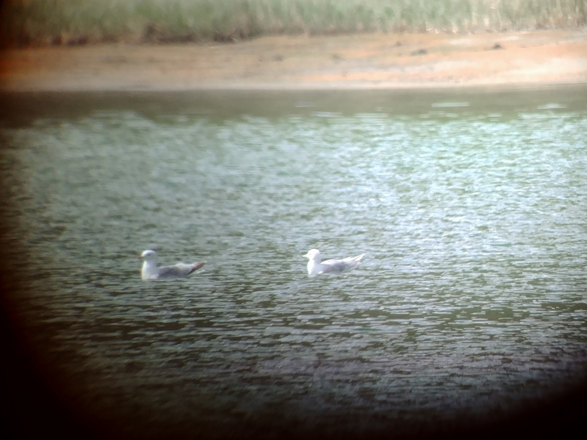 Iceland Gull - ML163878501