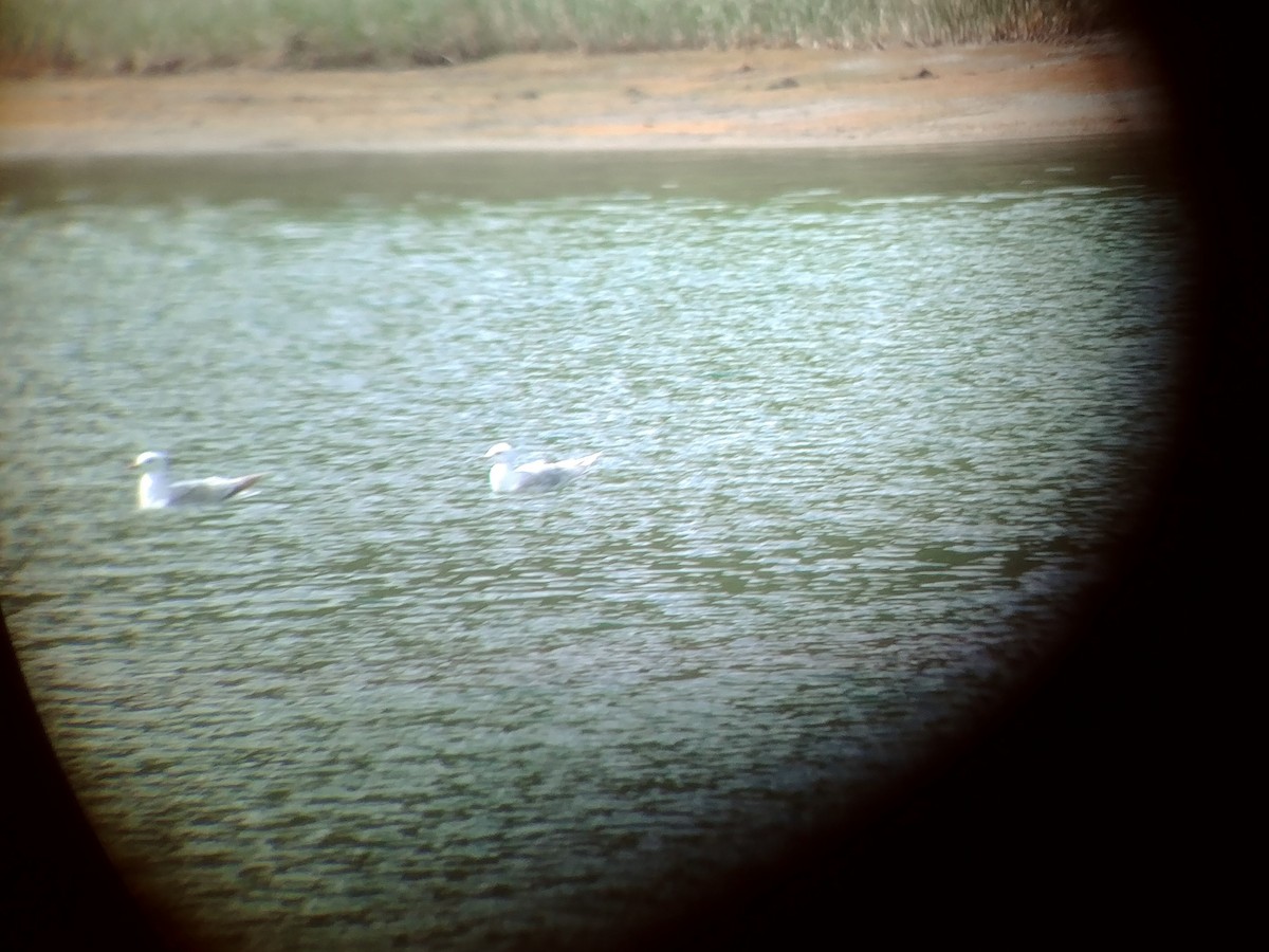 Iceland Gull - ML163878511