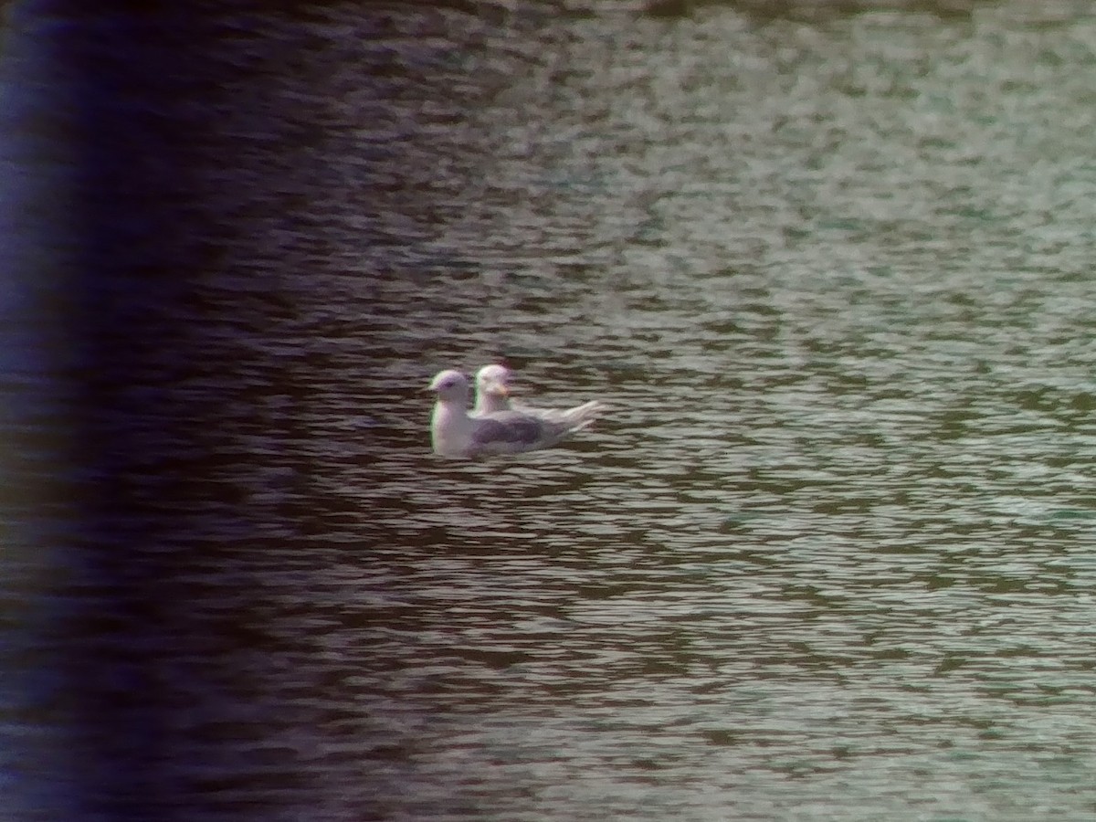 Iceland Gull - ML163878531