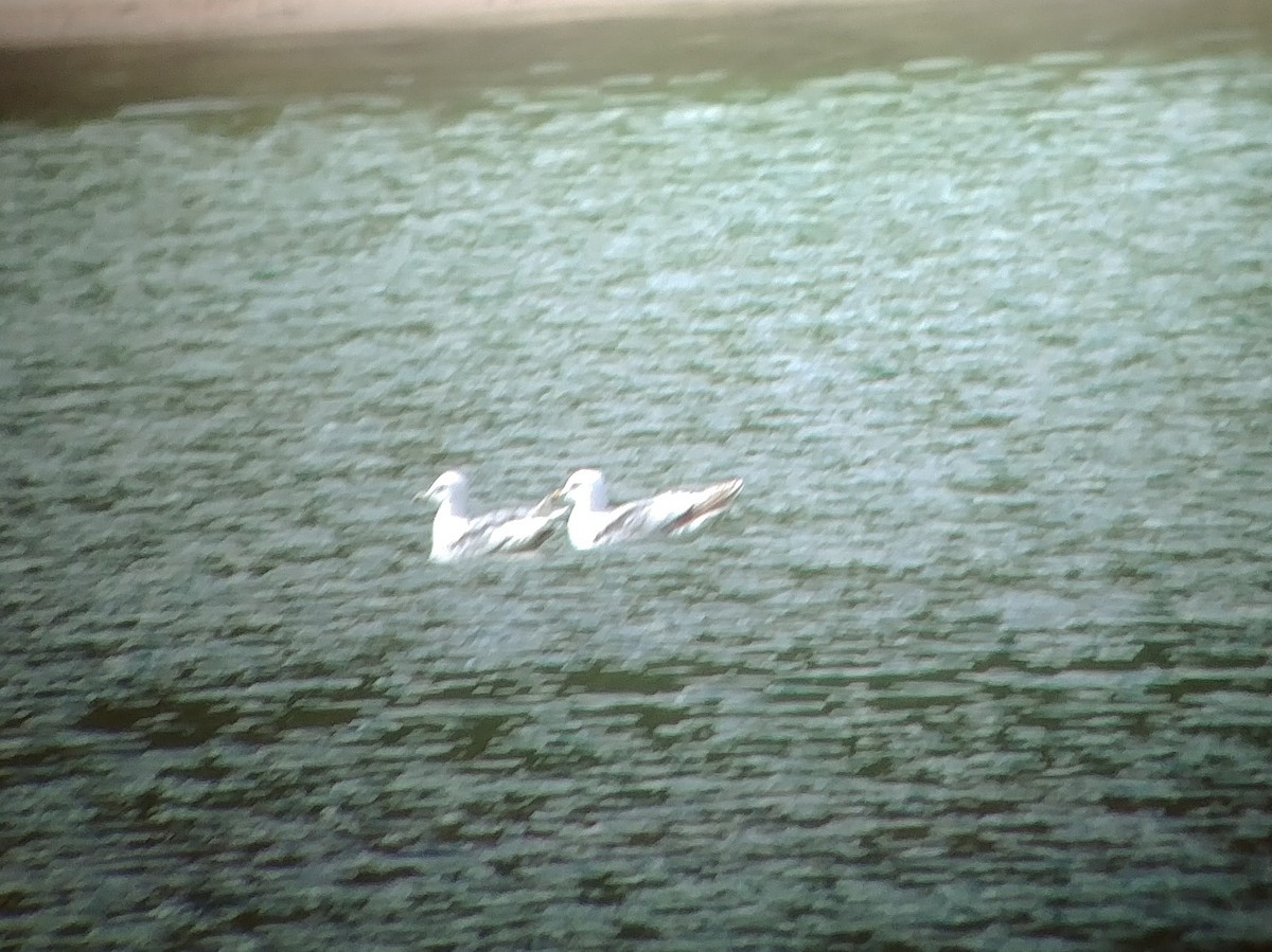 Iceland Gull - ML163878541