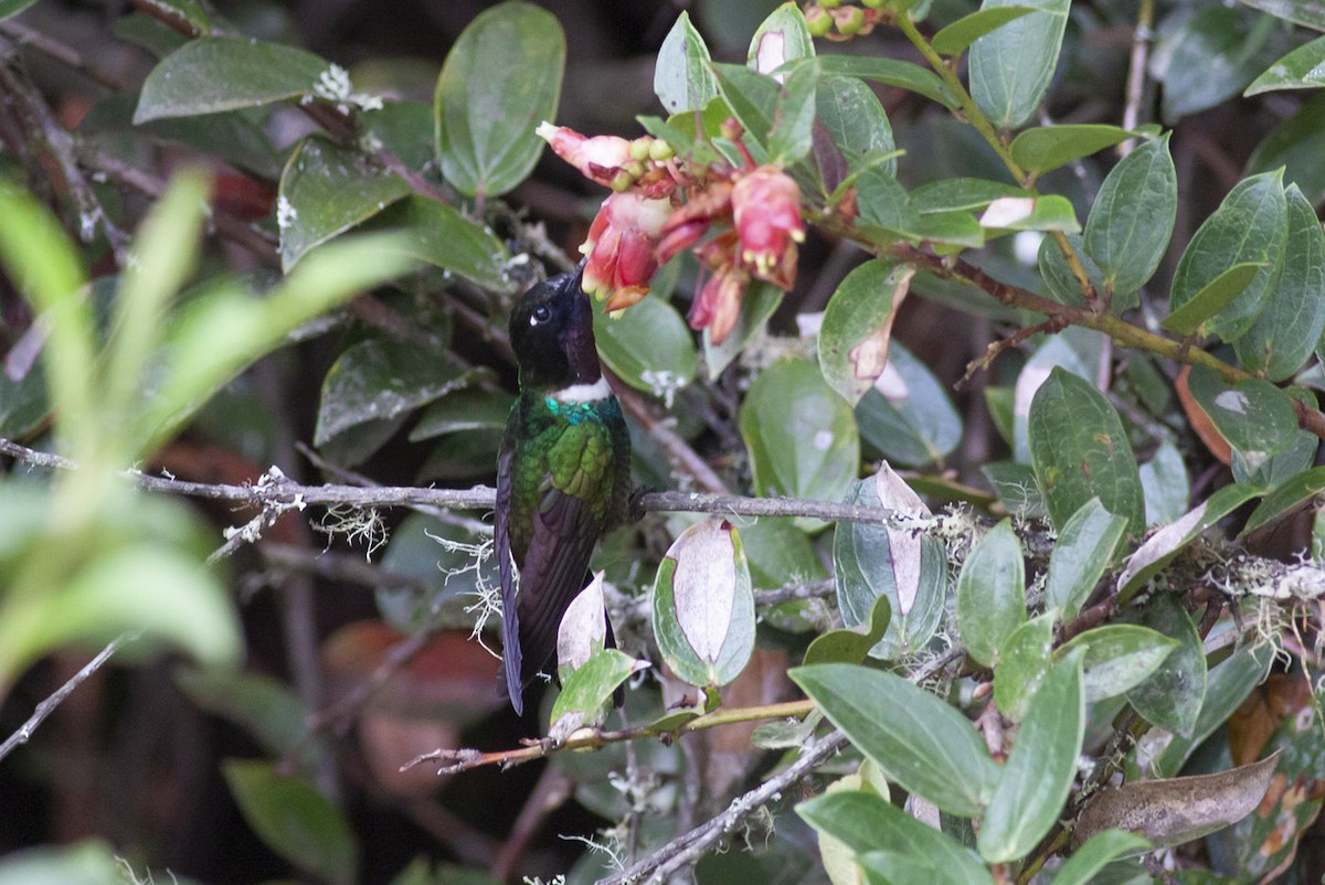 Colibrí Gorjiamatista (grupo clarisse) - ML163880351