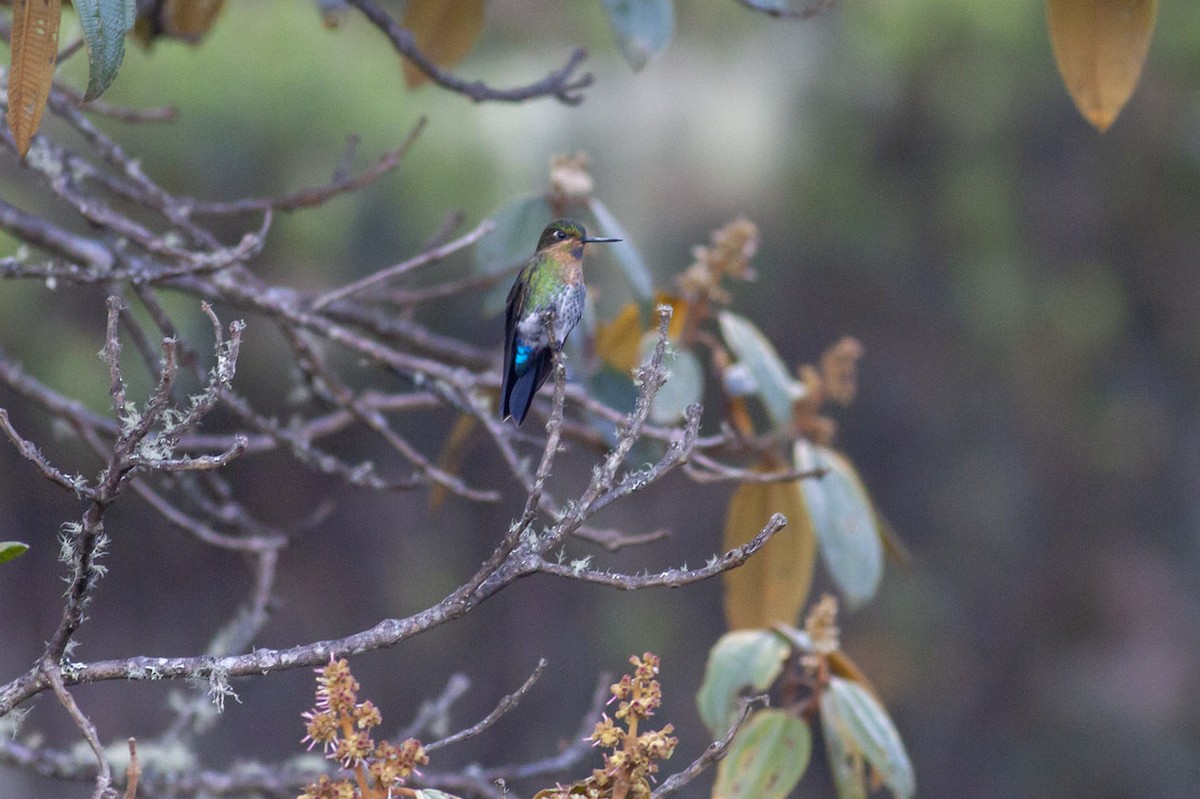 Glowing Puffleg - ML163880491