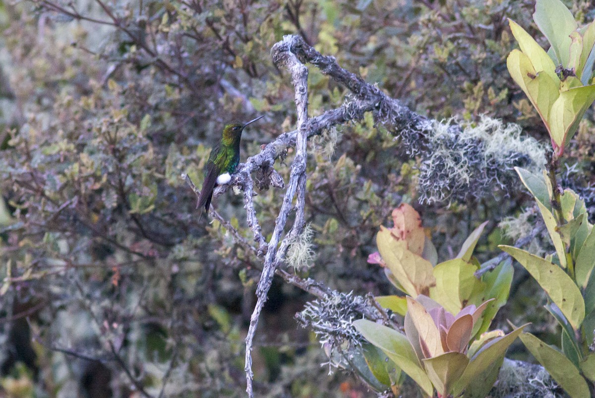 Glowing Puffleg - ML163880501