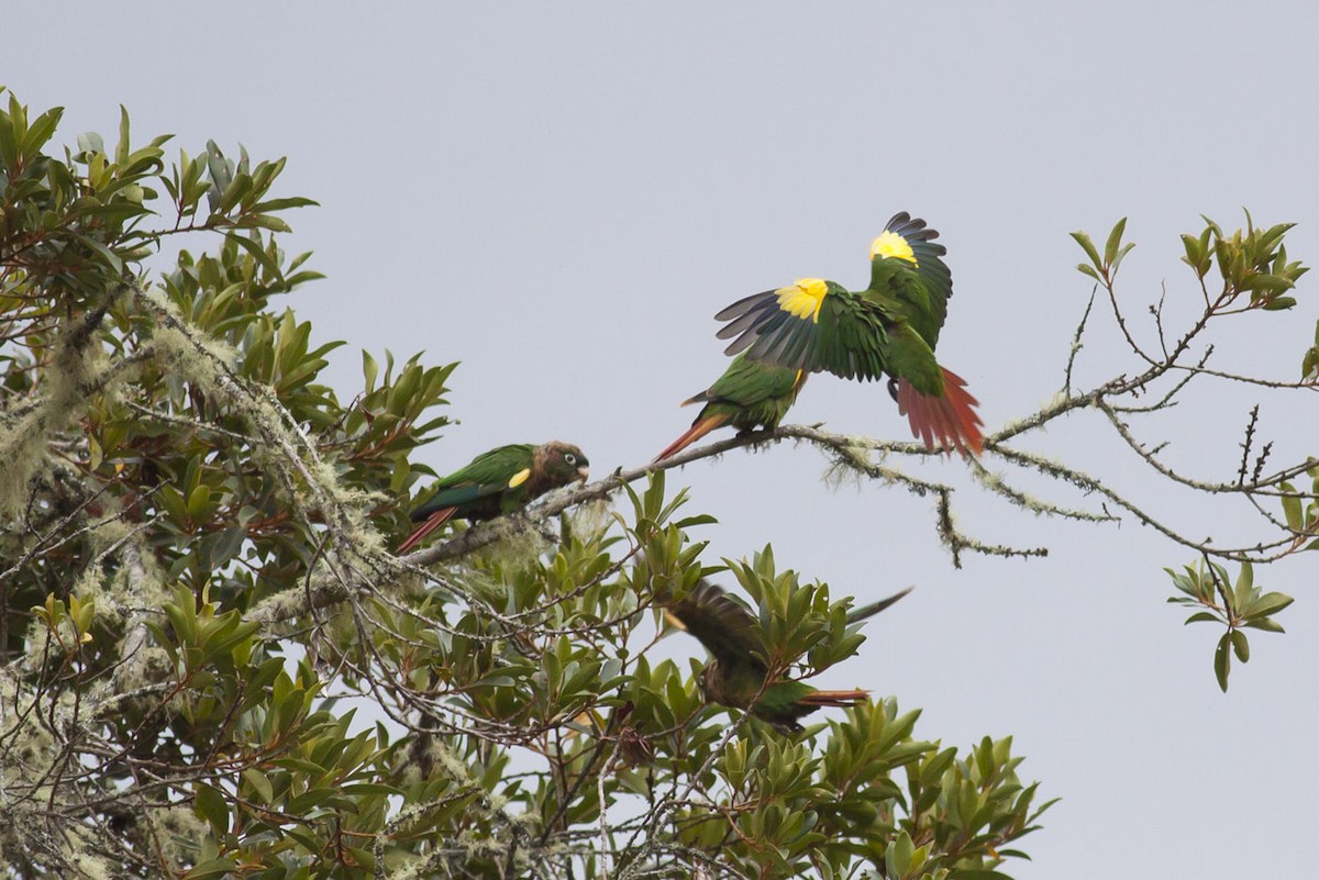 Brown-breasted Parakeet - ML163880631