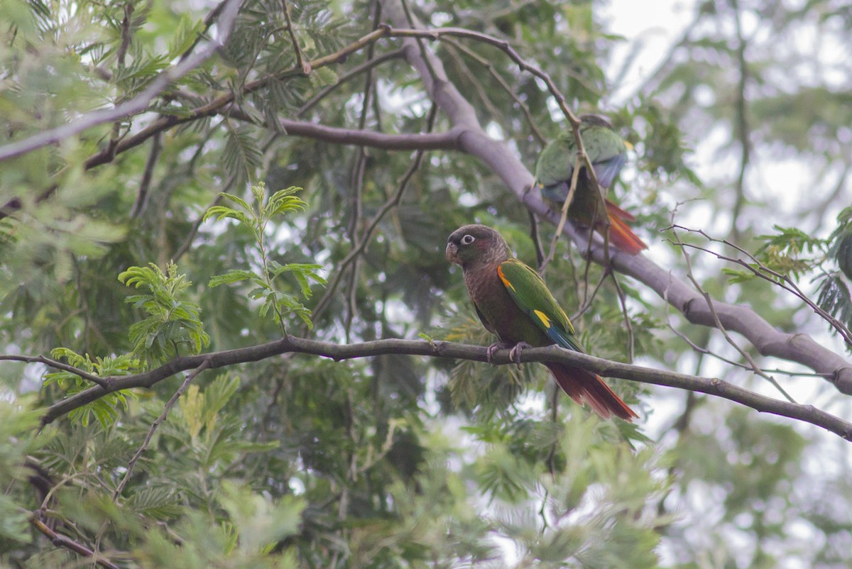 Brown-breasted Parakeet - ML163880641