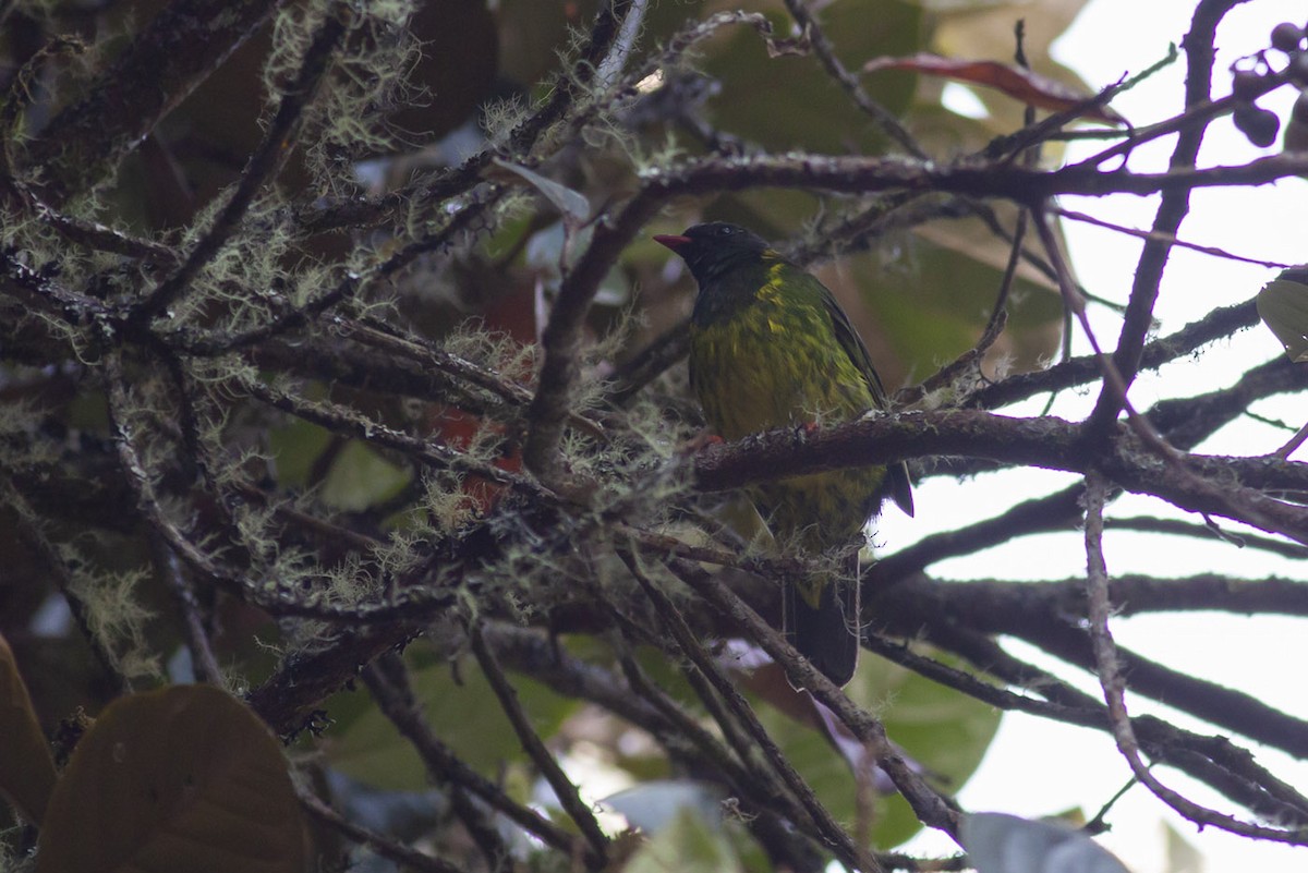 Green-and-black Fruiteater - ML163880961