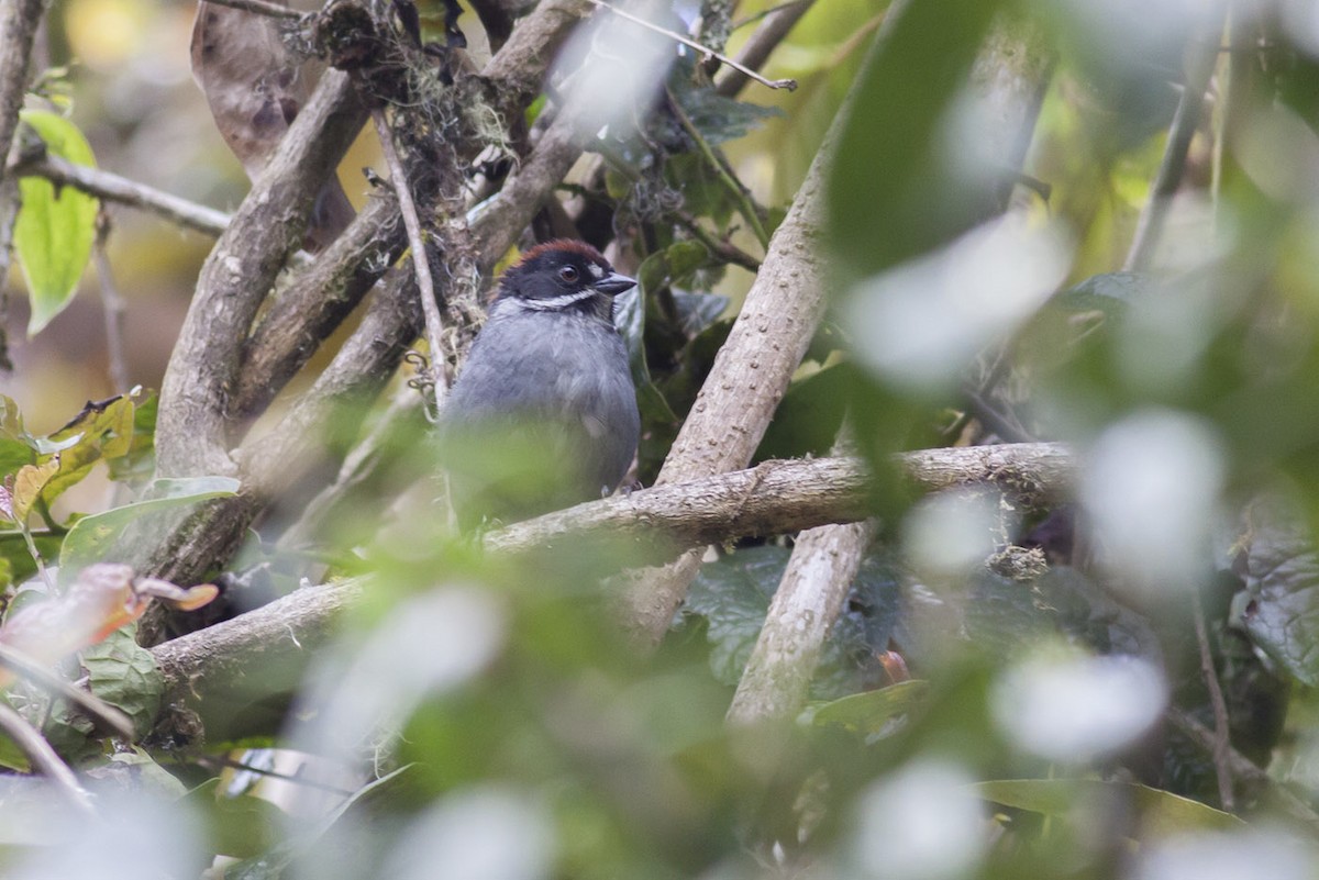 Slaty Brushfinch - ML163881081