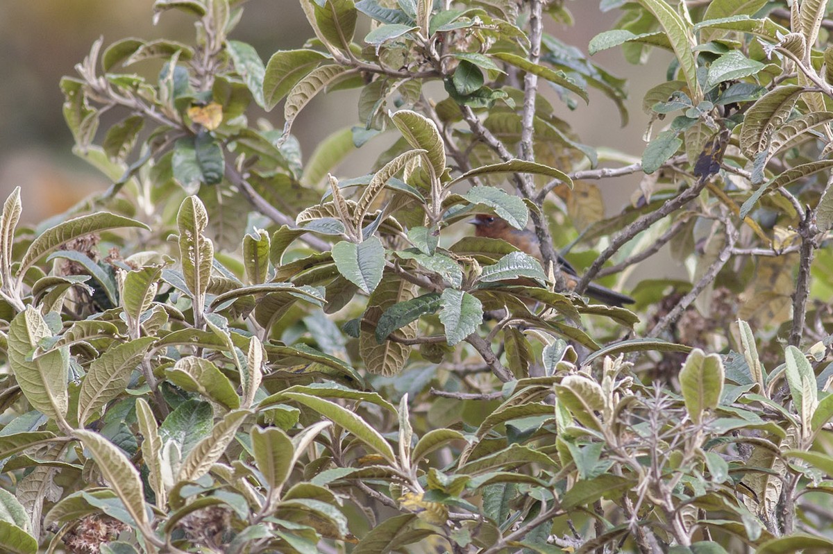 Rufous-browed Conebill - ML163881401