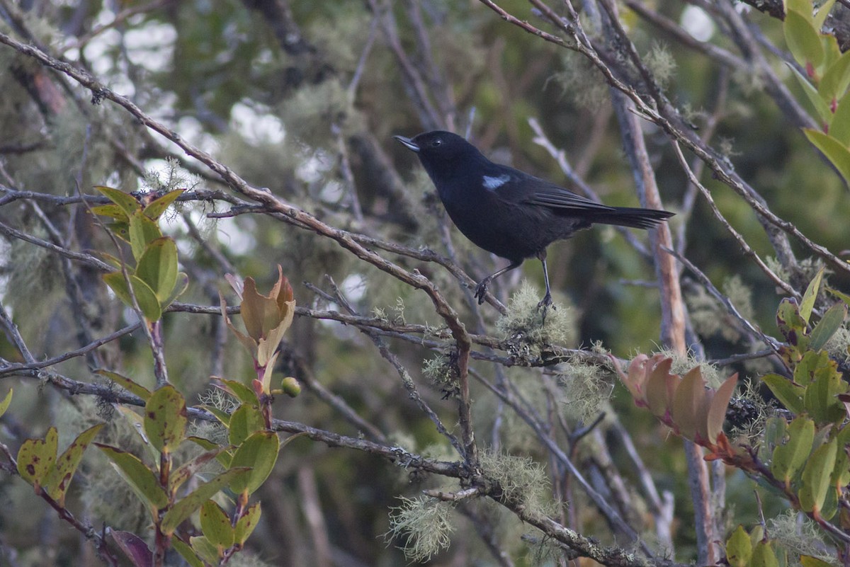 Glossy Flowerpiercer - ML163881441