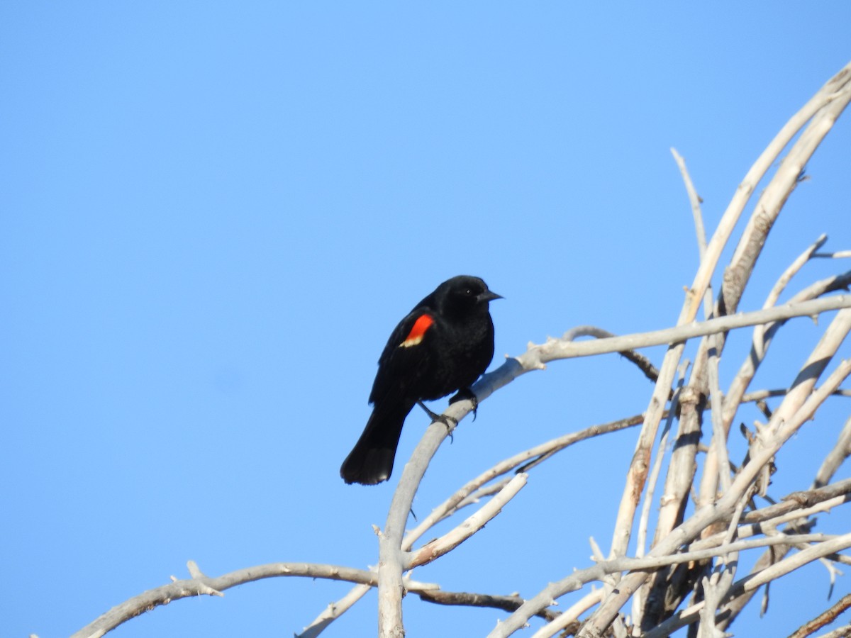 Red-winged Blackbird - ML163881971