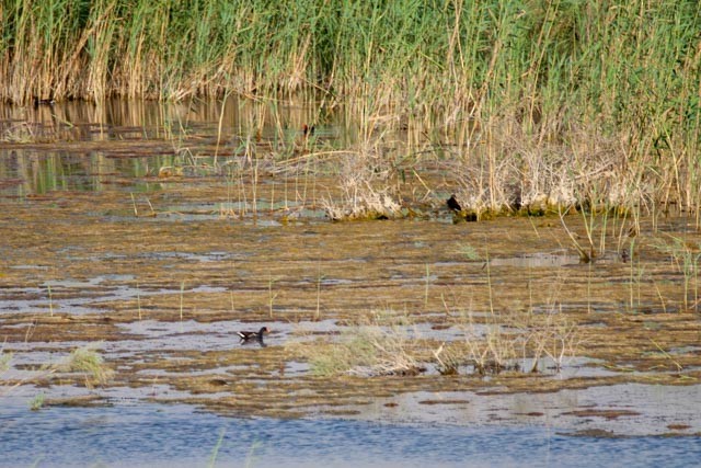 Eurasian Moorhen - ML163882521