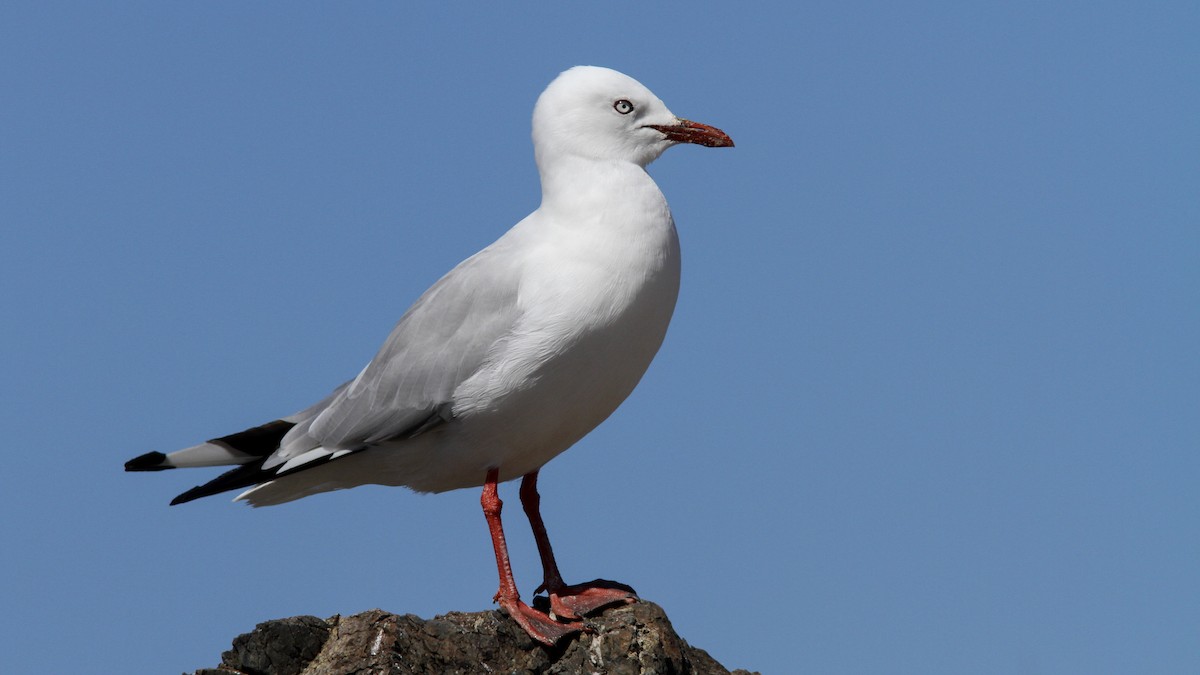 Silver Gull (Red-billed) - ML163884151