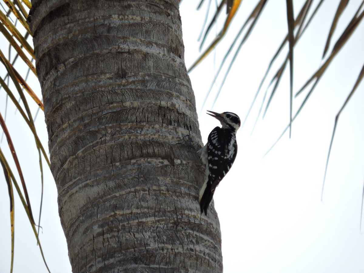 Hairy Woodpecker - ML163886201