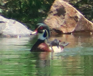 Wood Duck - ML163888691