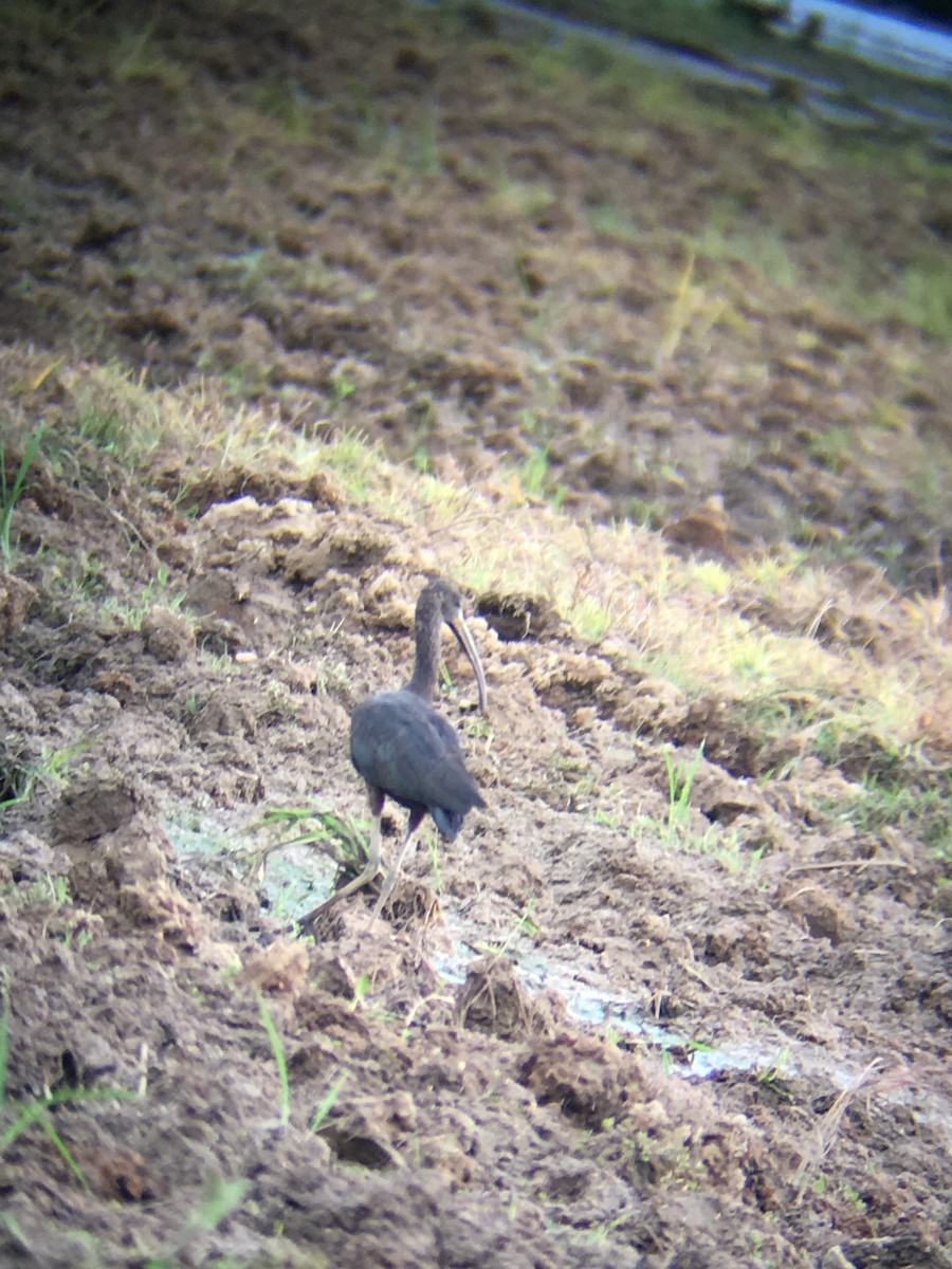 Glossy Ibis - ML163889151