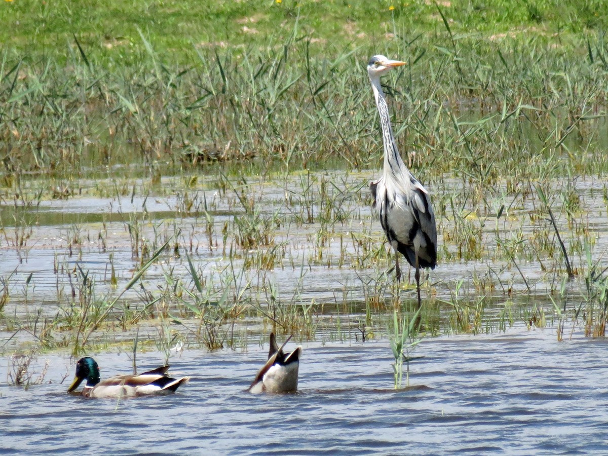 Gray Heron - ML163889541