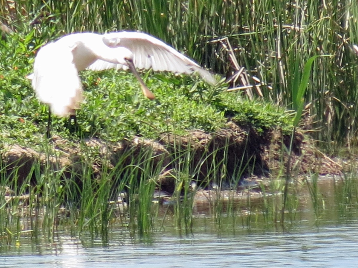 Eurasian Spoonbill - ML163889591