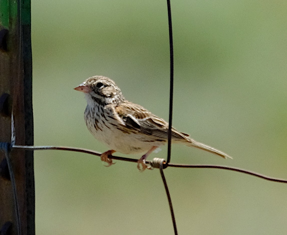 Vesper Sparrow - ML163889671