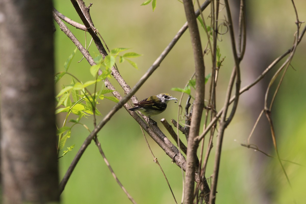 Chestnut-sided Warbler - ML163890731