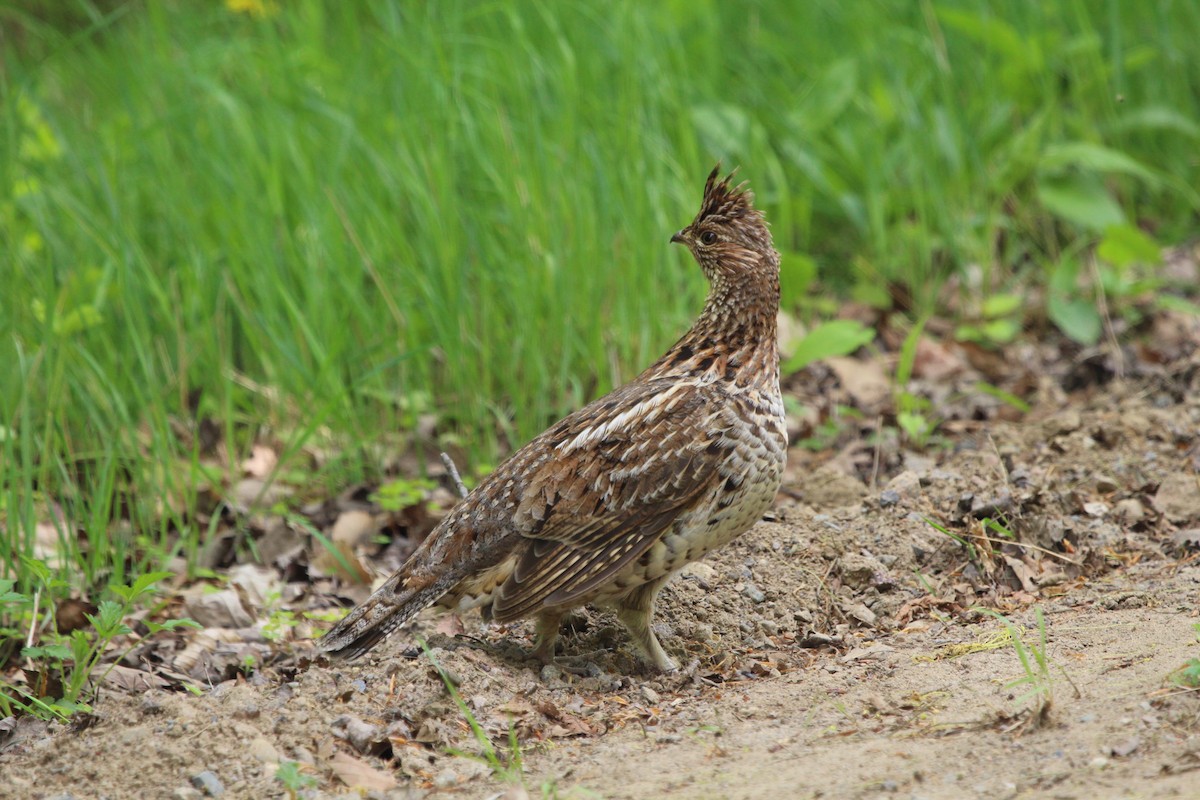 Ruffed Grouse - ML163890891