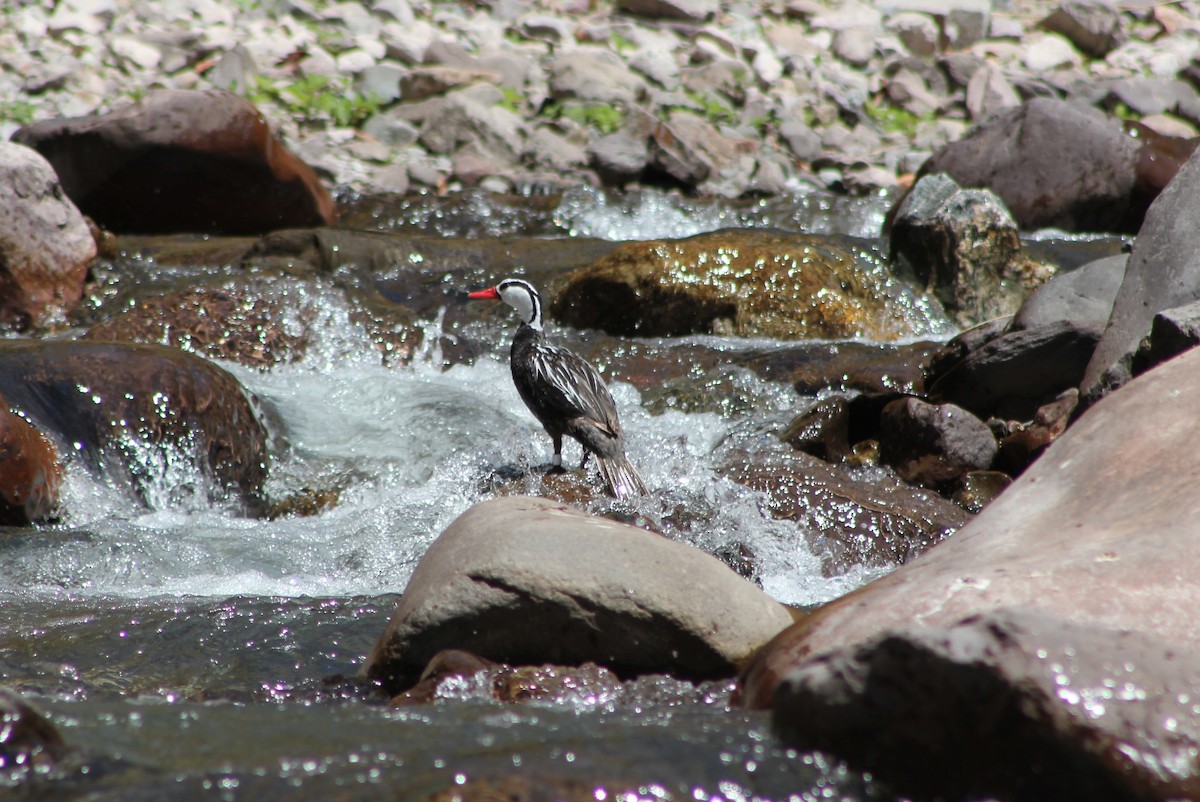 Torrent Duck - ML163892881