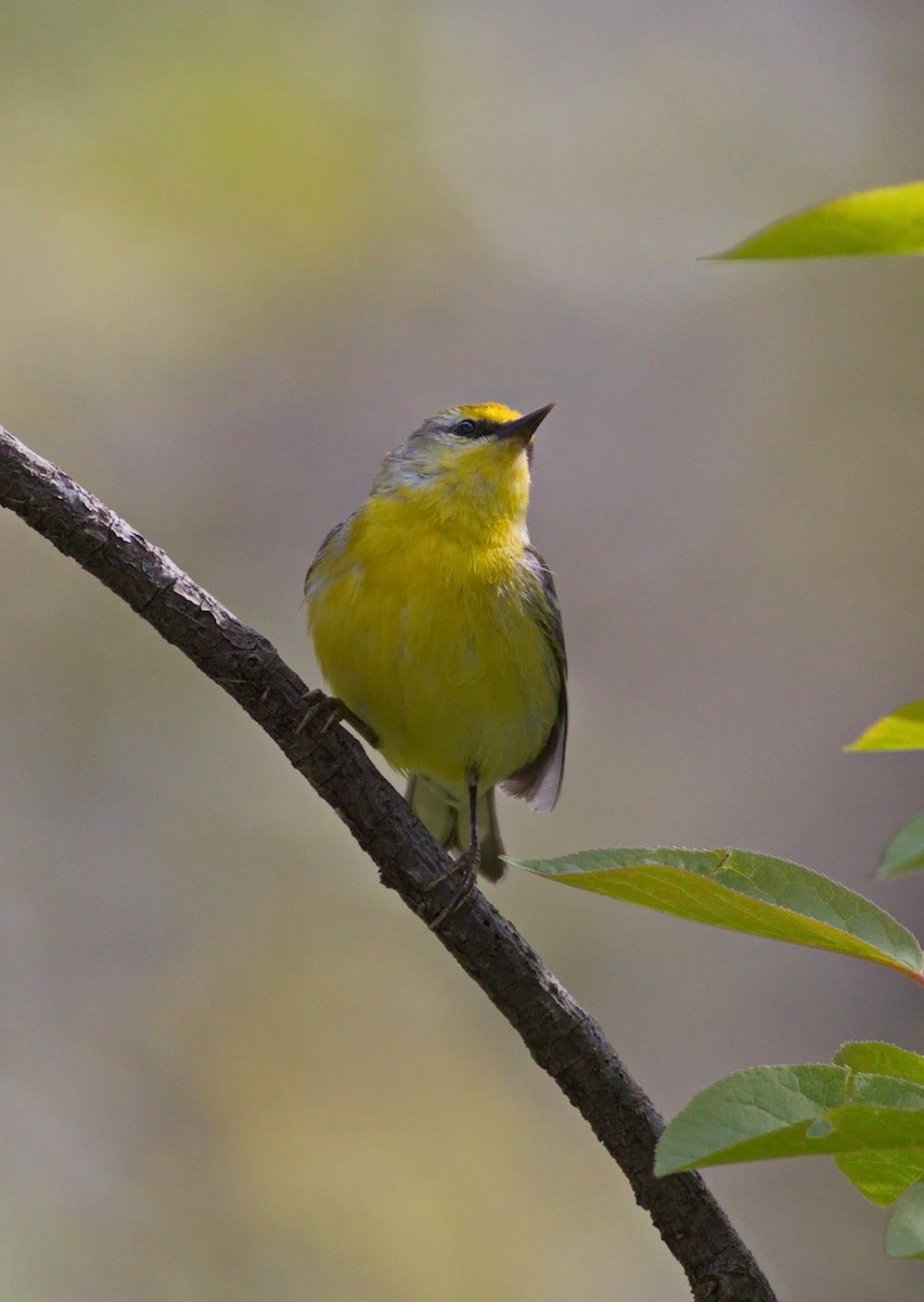 lesňáček modrokřídlý - ML163895181